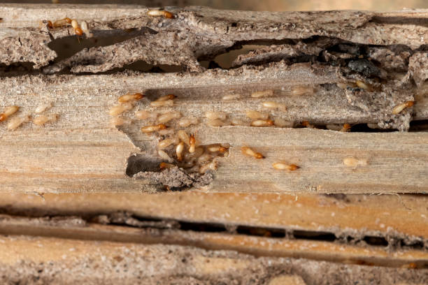 Best Emergency Pest Control  in Brookings, SD